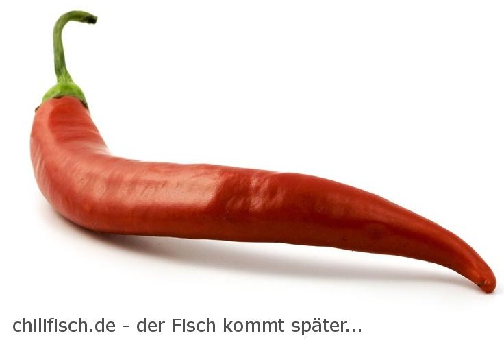 chilifisch